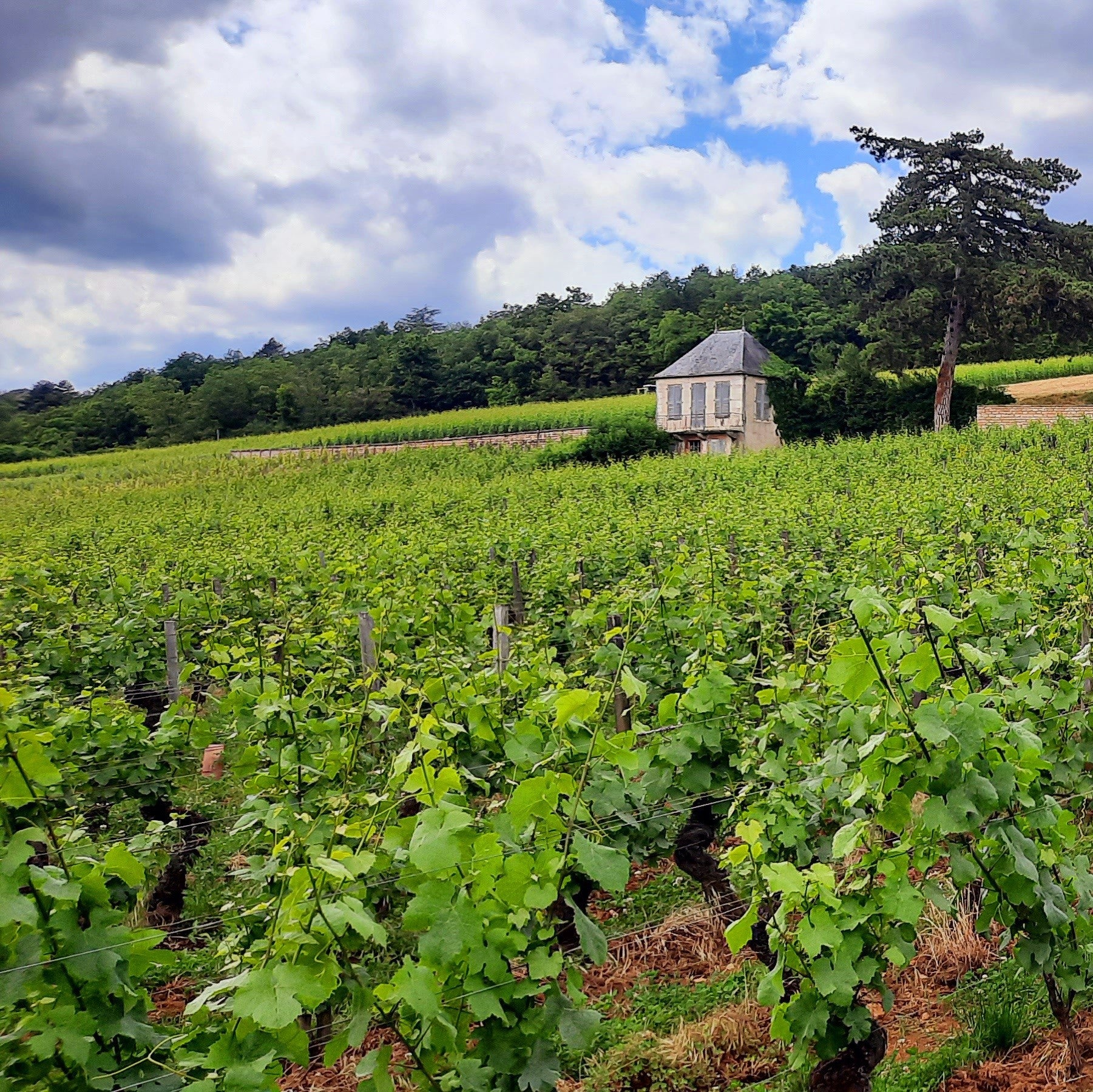Taste Through Burgundy