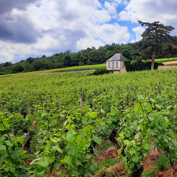 Taste Through Burgundy